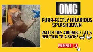 Splish-Splash Kitty. A Hilarious Bath Time Adventure with My Cat. #cat #cats