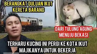 MASYA ALLAH KUCING INI IKUT MAJIKANNYA MERANTAU KE KOTA UNTUK KERJA DI CATS LOVERS TV..‼️