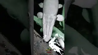 Ikan aligator snow white yang eksotiss!! #aligator #snowwhite