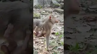 mara monkey #01 #shorts #monkeysr #monkey #viral #animals #baby #shortsvideo #cute
