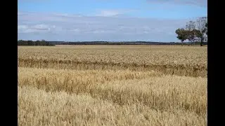 A Field Visit to Esperance | Australia | Barley | PhD Journey | Random Stuff