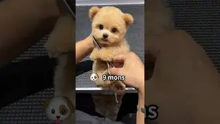 Собачьи годы ➡️ Человеческие годы #факты
