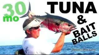 BLACKFIN TUNA & HUGE BAIT BALLS offshore in PENSACOLA Florida