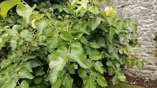 Black Mulberry (Morus Nigra) - Ardgillan Castle Ireland