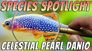 Celestial Pearl Danios (Danio margaritatus) Freshwater Nano Aquarium Fish Profile & Care Guide