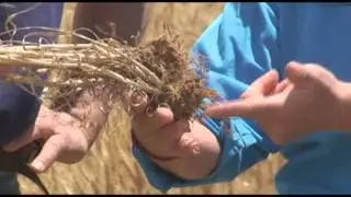 Haggerty clip 2 root structure SD