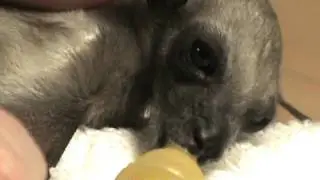 BatWorldSanctuary-orphaned fruit bat.mpg