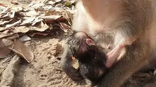 Wildlife monkeys in Amber troop  WM642