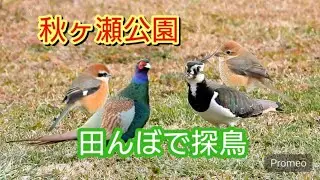 タゲリのカワイイ声に感動！　まさかのあの鳥も発見！　モズ　ホオジロ　1月上旬　秋ヶ瀬公園　田んぼ