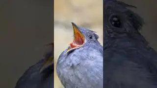 Ring the alarm 🚨(sound on)। Screaming piha has one of the loudest calls in the wild with a hit 116dB