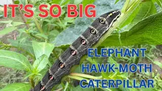 It&rsquo;s So Big! Elephant Hawk-Moth Caterpillar in My Garden 🐛🌿 #shortvideo #viral