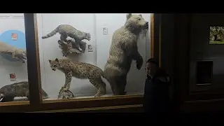 Carlos Visits the Museum 🦣🦅 | Mammoth Bones, Huge Eagle & Bear Up Close!
