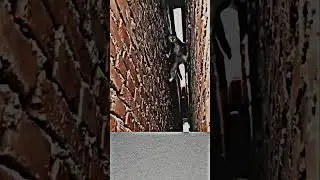 Cats unique skills 👍👍👍