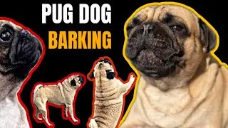 Pug barking !!