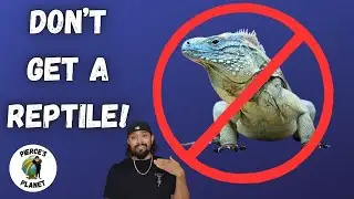 5 Reasons You Should NOT Get A Reptile!