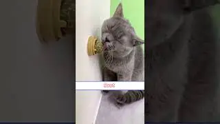 Protect your cat&rsquo;s oral health.#cat #petsupplies #catnip #petparent #winningproducts #dropshipping