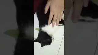 MODE KALEM VS MODE TANTRUM MPUS 😱 @nurigoodvibes #wonjopus1 #jopus #trendingshorts #cat
