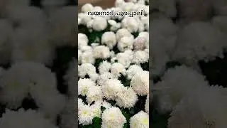 വയനാട് പൂപ്പൊലി🏵️#wayanad #newsupdate #new #shortsfeed #shortsmusic #shorts #trendingshorts #travel