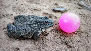 Amazing fun  funny frog catching video haha ​​- Part 8 | Mong's frog 168