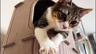 This Cat Sound ASMR is You Need RIGHT NOW