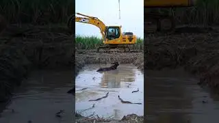 Cow Stuck in Snake-Filled Pit । Helicopter & JCB Rescue Mission