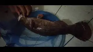Mancing di Danau Toba Malam Hari Dapat Gabus Pasir Besar  [IKAN BETUTU]