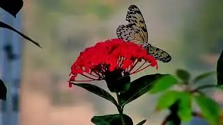 Wings of the Tropics Butterflies