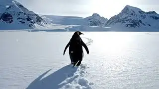 Walking Away Is Not the End | A Penguin’s Silent Journey | Tamil AI Music Video