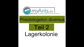 Pheidologeton diversus / Carebara diversa Teil 2 Lagerkolonie