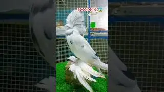 140000000 ka kabuter 💯🐦 kabuter status 🕊️ #pigeon #pigeonfacts #10mostpigeon #amazingfacts #shorts