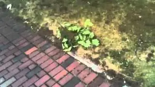 Hurricane Earl Disaster Report - Saint John NB
