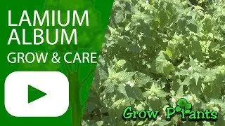 Lamium album - grow & care - White dead-nettle