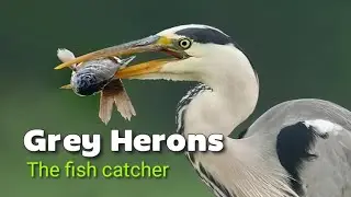 How does Grey Heron swallow the fish? | Bird Photography with Olympus OMD EM5