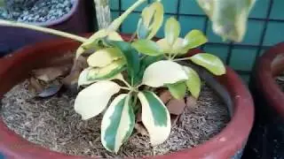 Шеффлера древовидная (Schefflera Arboricola) – пестролистное зонтичное растение VID#13