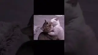 Sad Kitten Trying to be friends with Old Grumpy Cat