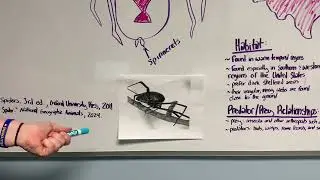 The Black Widow Spider: Biology, Ecology, and adaptations