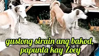 Gustong sirain Ang bakod, papunta Kay Zoey @Pinoykatvofficial 