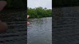 A curious dolphin checks out our group in the mangroves. #floridawildlife #kayaking #florida #kayak