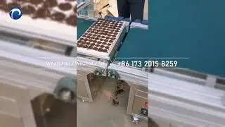 This is the automatic nursery seedling machine丨nursery tray seeder for vegetable, fruit and flower