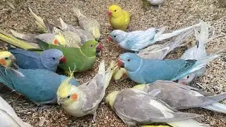 Flock of colorful parrots 🦜 #asmr #birds #birdsavairy (Episode-11)