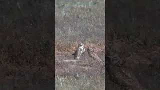 Burrowing owl pair, preening and bonding #burrowingowl #owl