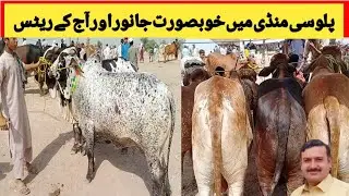 Palosi Mandi peshawar price Updates | Cow Mandi Peshawar 2021 | Travels of Khyber