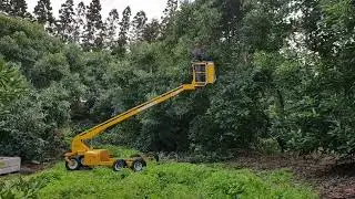 Hydralada Pruning in Avocados with Hydraulic Chainsaw