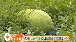 花蓮大西瓜 等您來嚐鮮