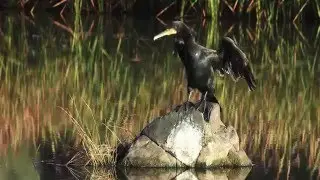 Cormoran grande