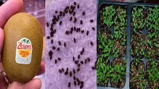 Kiwi Fruit Tree Growing From Seed |  How To Grow Kiwi successfully At Home