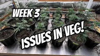 Clone to Harvest &ndash; Day 21 Veg Update | Fixing Deficiencies Before Flip