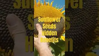 Hidden Benefits Of Eating Sunflower Seeds #healthtips #facts