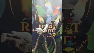 Butterfly Cockatiel