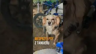 Dzisiejsza akcja jest dla Tangieru. To 40 farciarzy, kt&oacute;rzy dostali cudowną szansę na nowe życie.